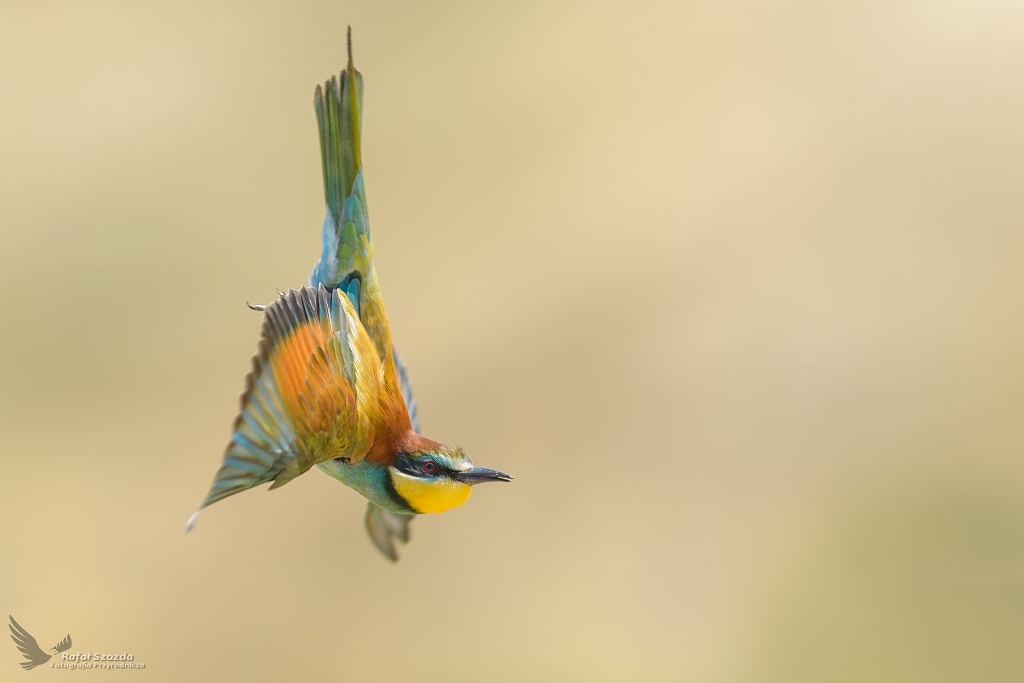 ona, European Bee-eater (Merops apiaster) ...