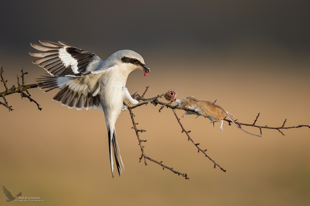 Srokosz, Great Grey Shrike (Lanius excubitor) ...