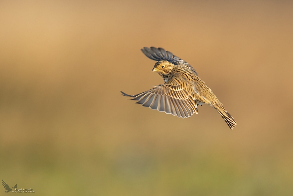 Potrzeszcz, Corn Bunting (Emberiza calandra) ... 2021r