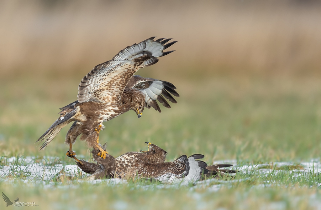 Myszoowy, Common Buzzard (Buteo buteo) ... 2022r