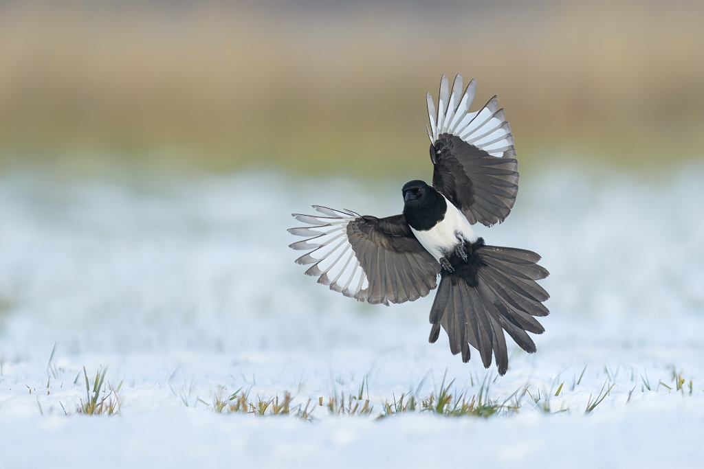 Sroka, Eurasian Magpie (Pica pica) ... 2022r