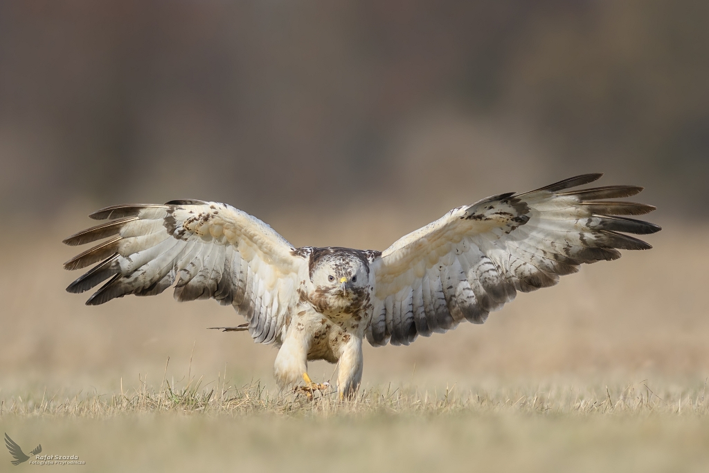 Myszow, Common Buzzard (Buteo buteo) ...