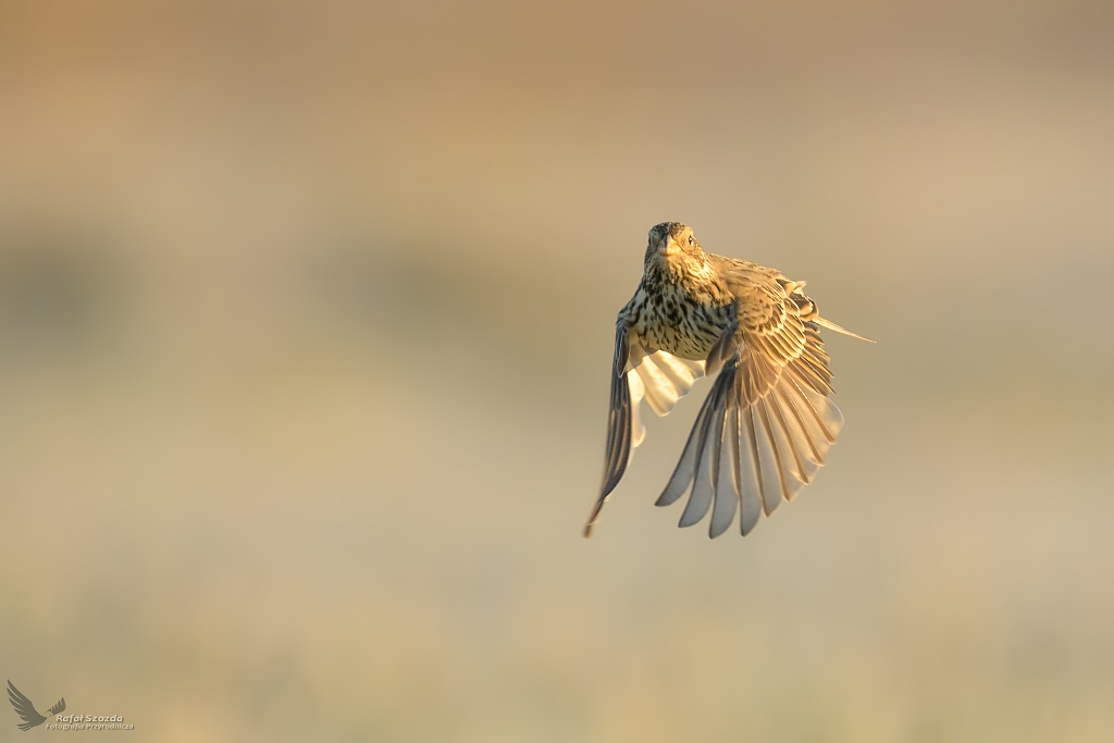 Potrzeszcz, Corn Bunting (Emberiza calandra)