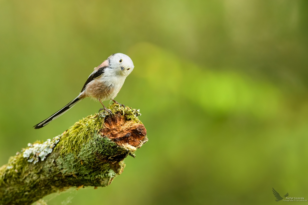 Raniuszek, Northern Long-tailed (Aegithalos caudatus) ...