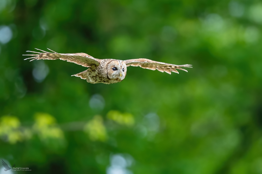 Puszczyk, Tawny Owl (Strix aluco) ...