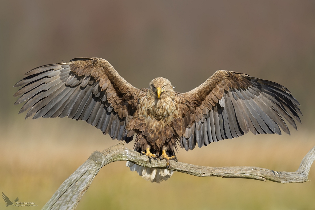 Bielik, White-tailed Eagle (Haliaeetus albicilla) ... 2022r