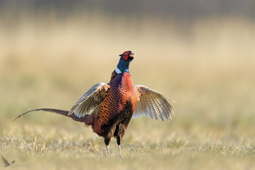 Tokw czas ... Baant, Common Pheasant (Phasianus colchicus) ... 2022r