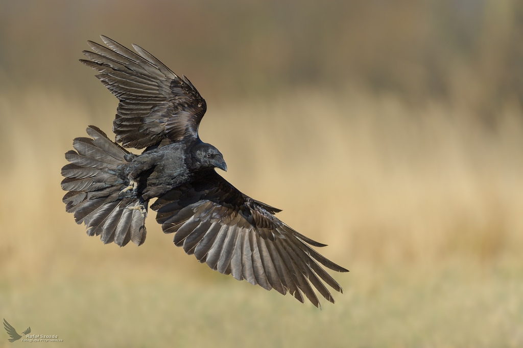 Kruk, Common Raven (Corvus corax) ... 2022r