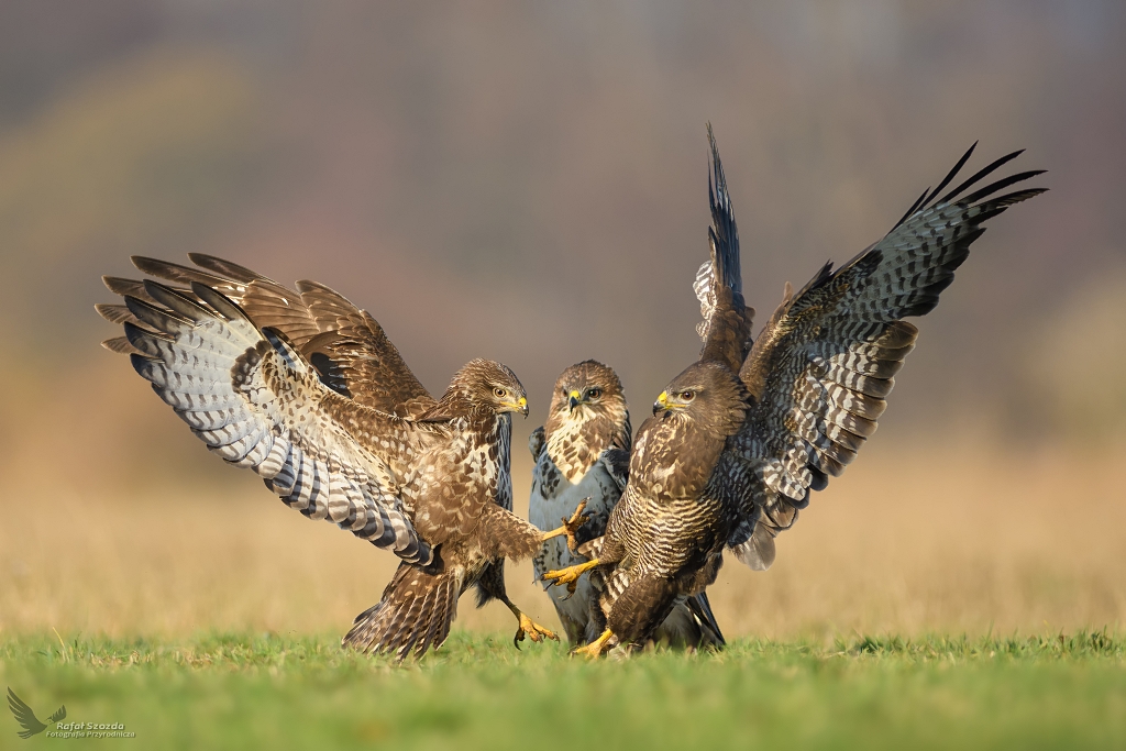 Sekundant ... Myszoowy,  Common Buzzard (Buteo buteo) ...