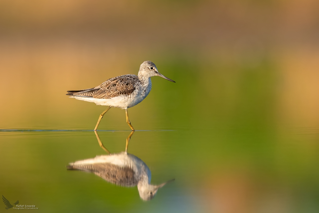 Kwokacz, Common Greenshank (Tringa nebularia) ...