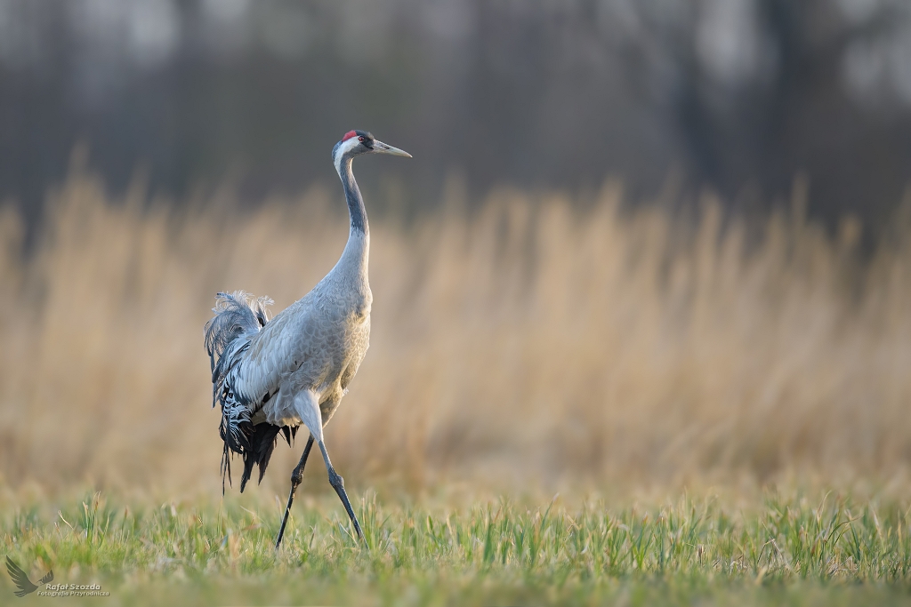 uraw, Common Crane (Grus grus) ... 2022r