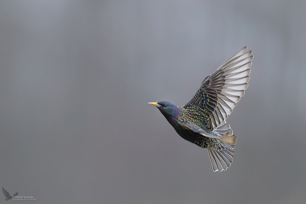 W wiosennej szacie ... Szpak, Common Starling (Sturnus vulgaris) ... 2022r