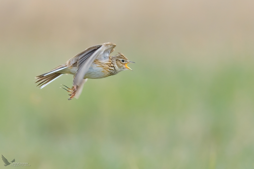 Skowronek, Sky Lark (Alauda arvensis) ... 2022r