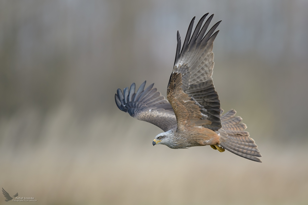 Kania Czarna, Black Kite (Milvus migrans) ... 2022r