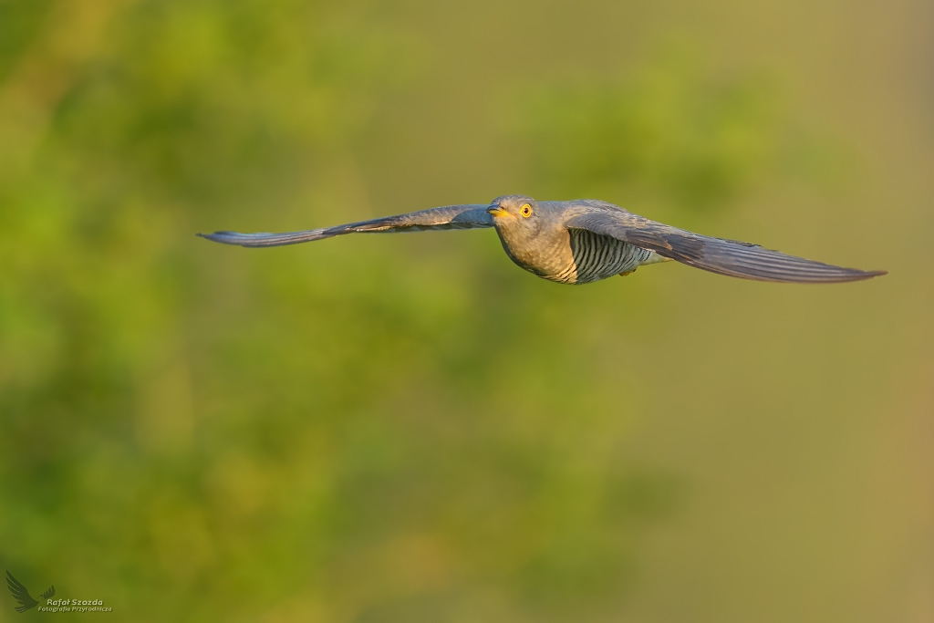 Kukuka, Common Cuckoo (Cuculus canorus) ...