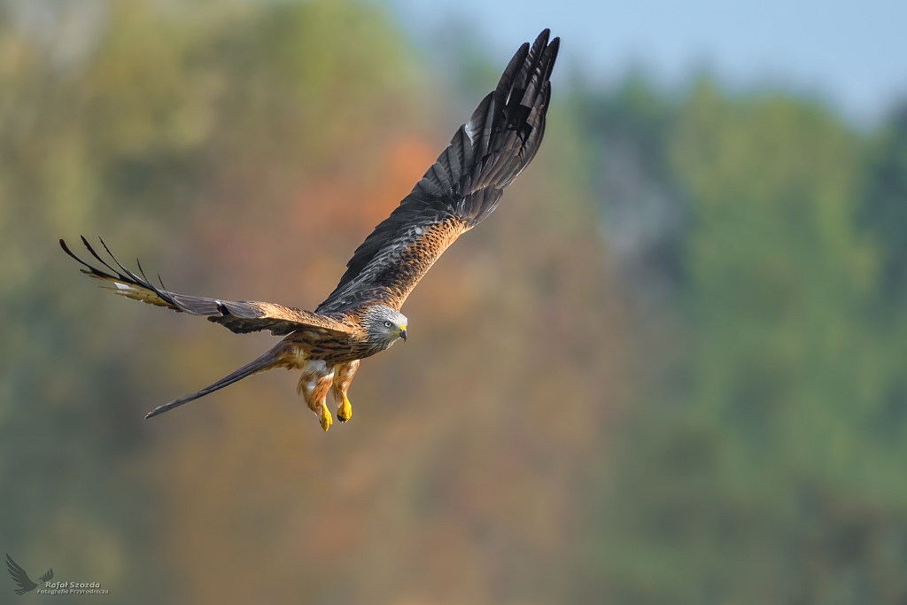 Kania Ruda, Red Kite (Milvus milvus) ...