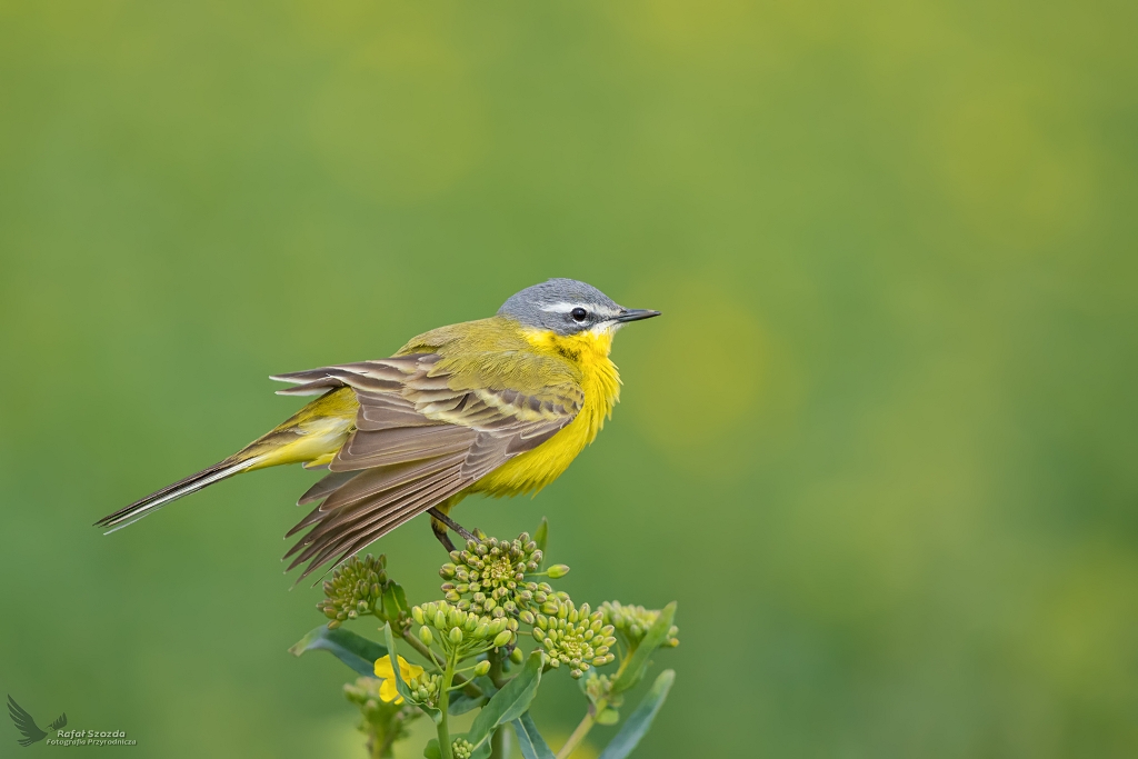 Pliszka ta, Yellow Wagtail (Motacilla flava) ...