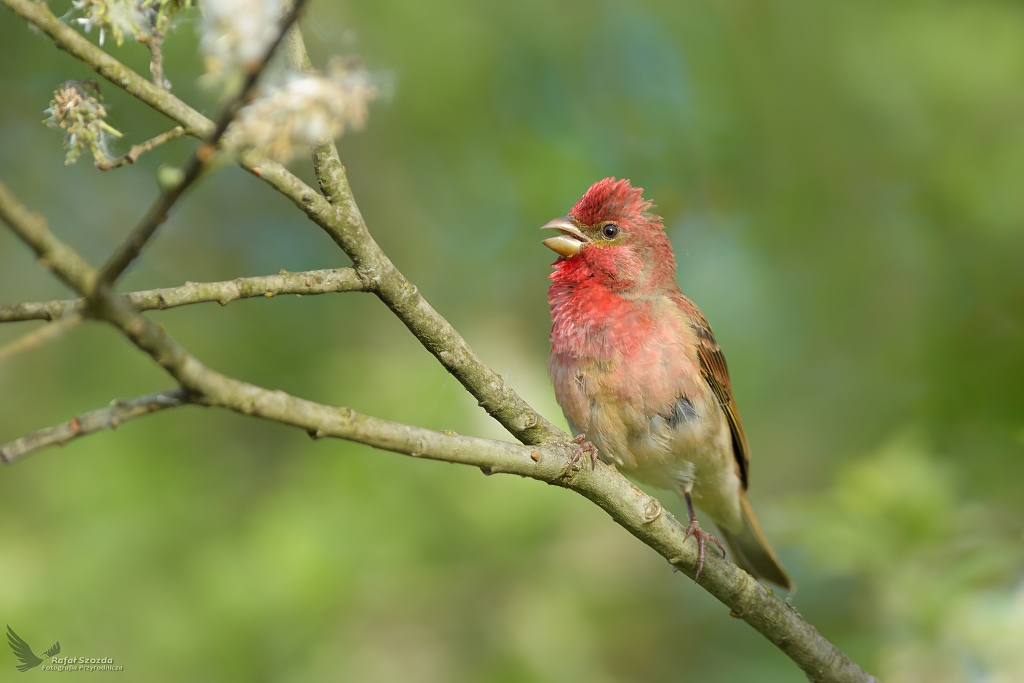 Dziwonia, Common Rosefinch (Carpodacus erythrinus) ...