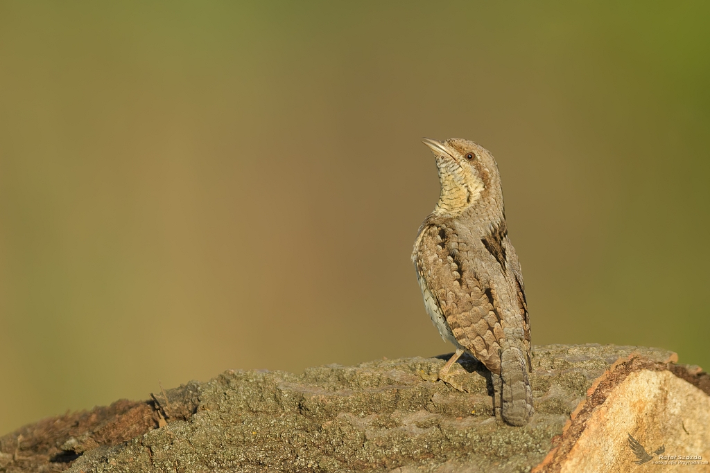 Krtogw, Eurasian Wryneck (Jynx torquilla) ... 2022r