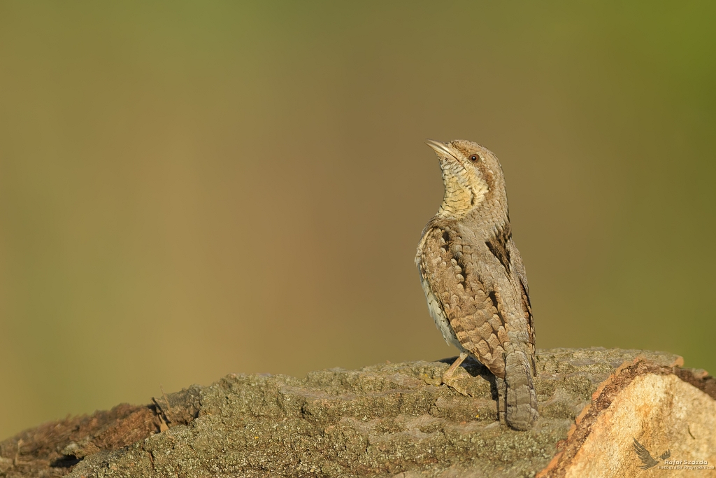 Krtogw, Eurasian Wryneck (Jynx torquilla) ... 2022r