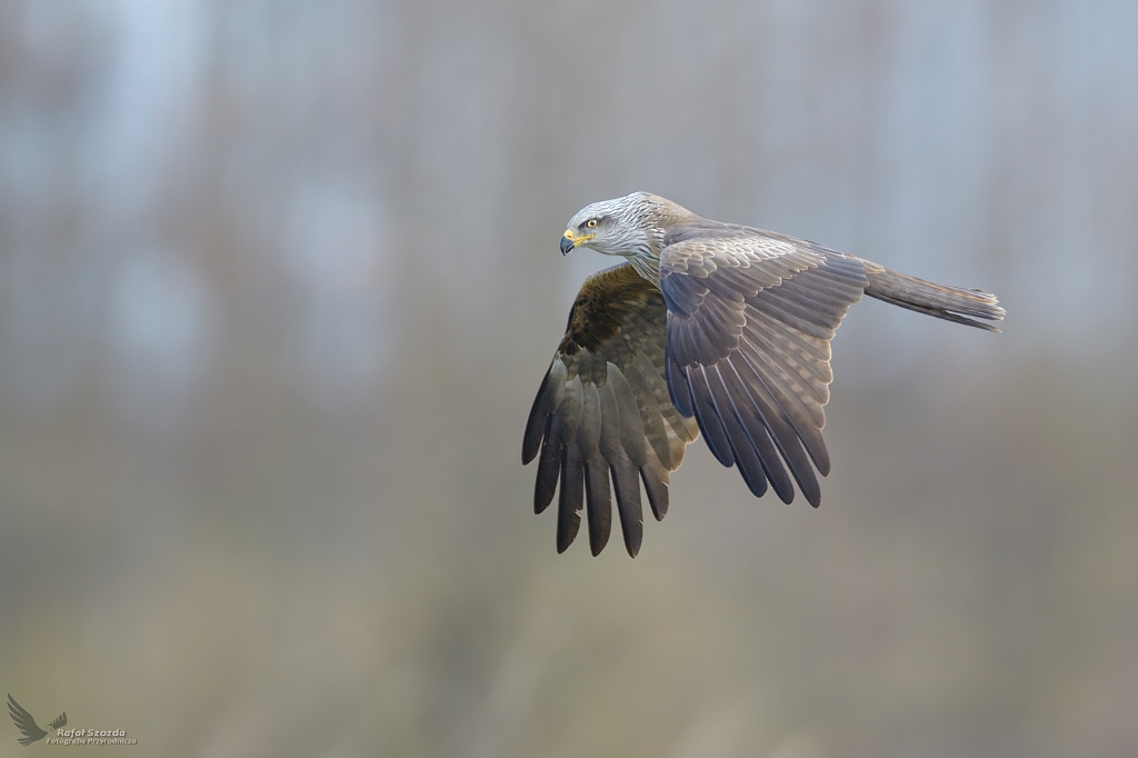 Kania Czarna, Black Kite (Milvus migrans) ... 2022r