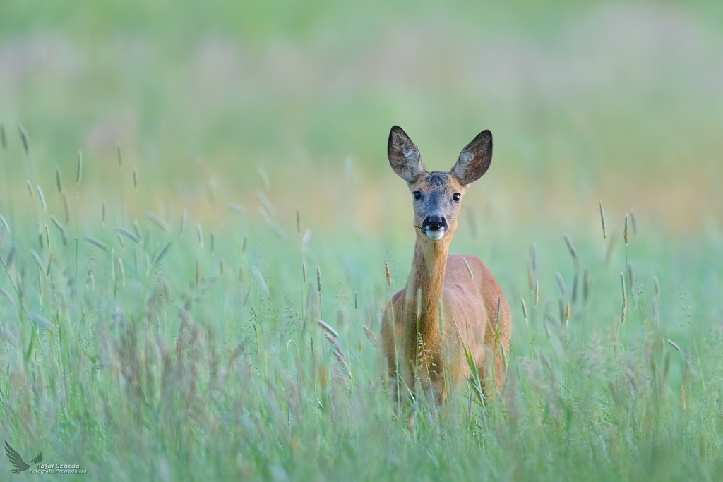 Sarna, Roe (Capreolus capreolus) ... 2022r