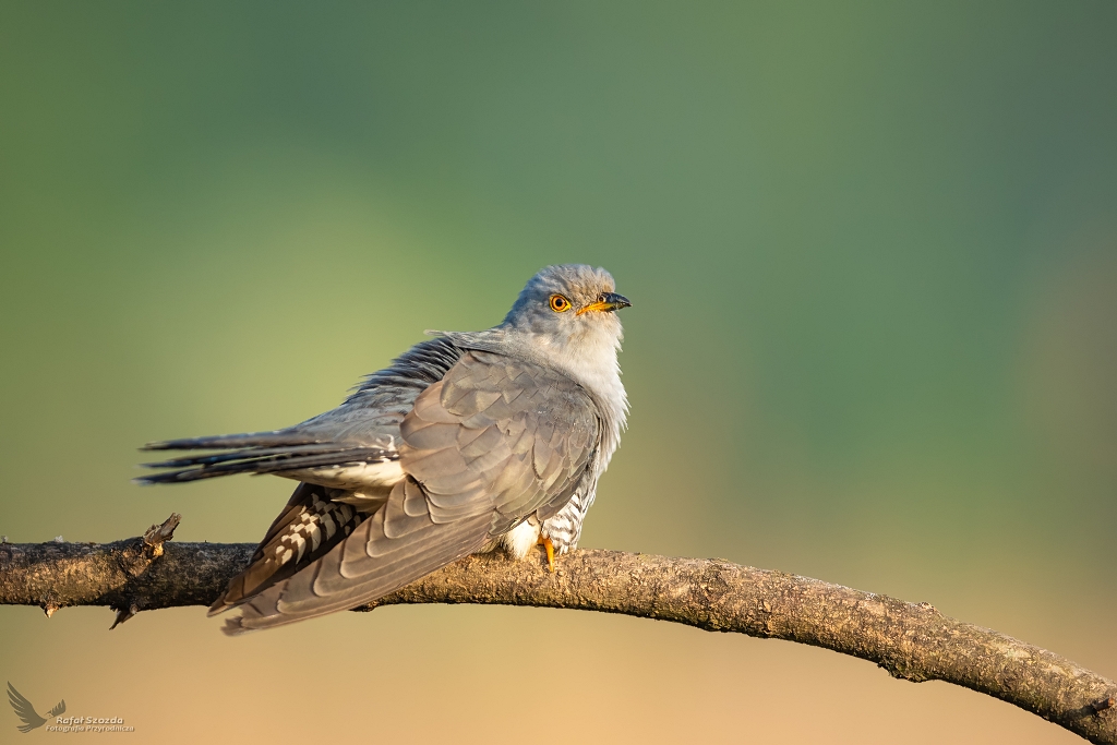 Kukuka, Common Cuckoo (Cuculus canorus) ...