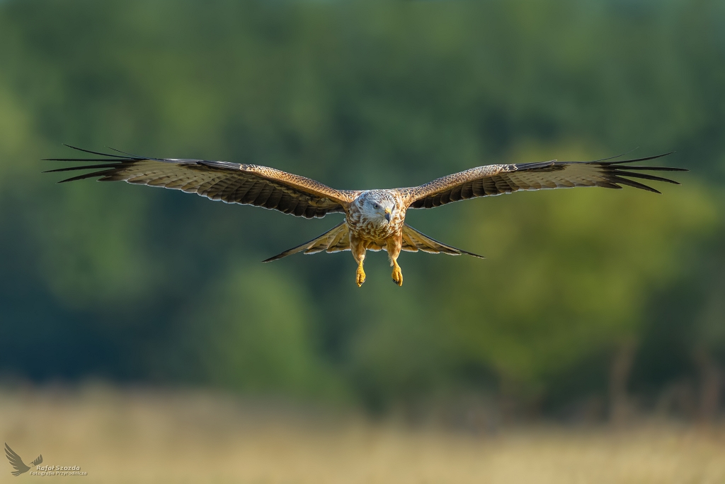 Kania Ruda, Red Kite (Milvus milvus) ...