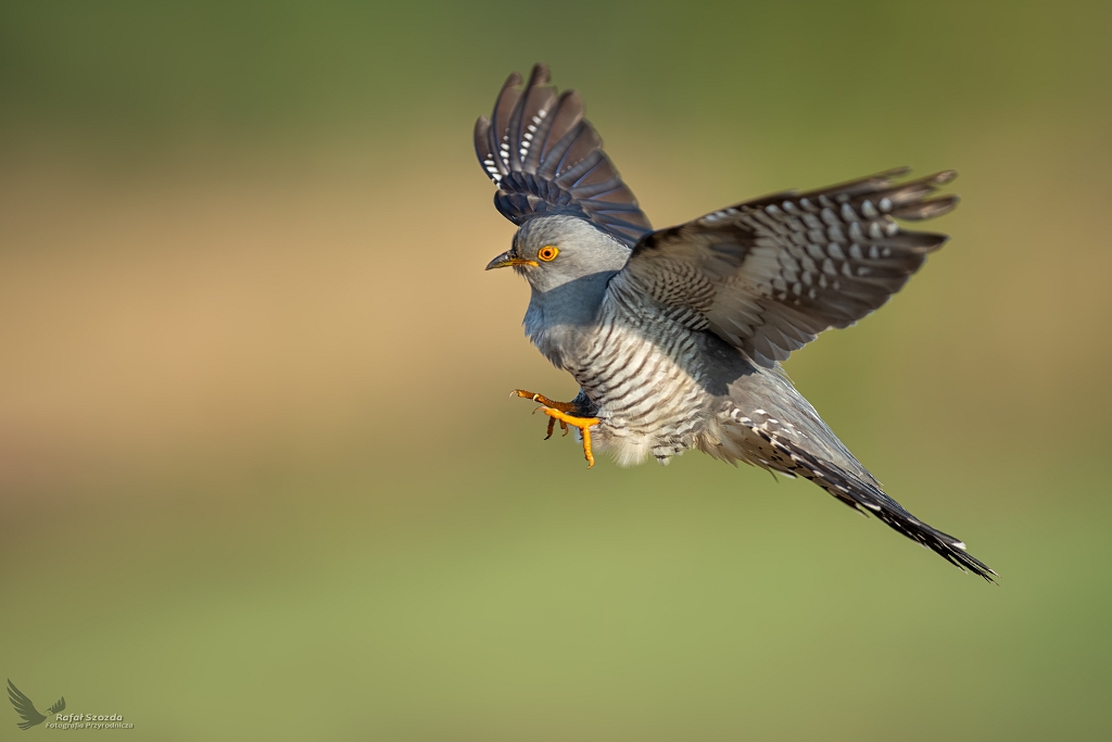 Kukuka, Common Cuckoo (Cuculus canorus) ...