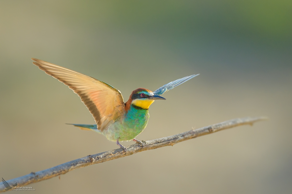 Żołna, European Bee-eater (Merops apiaster) ...