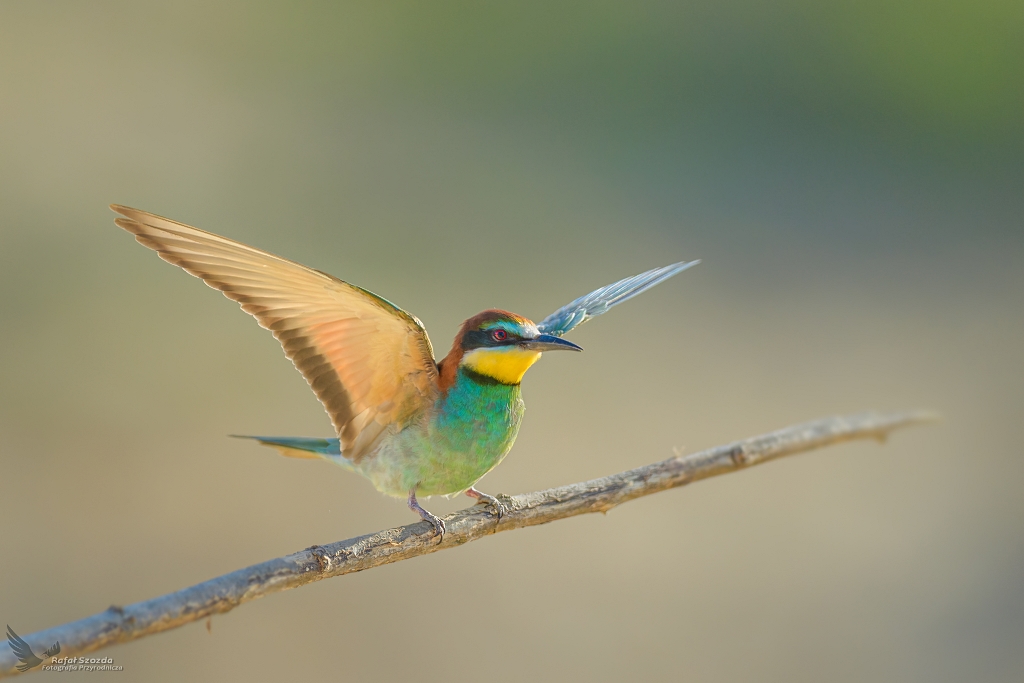 ona, European Bee-eater (Merops apiaster) ...