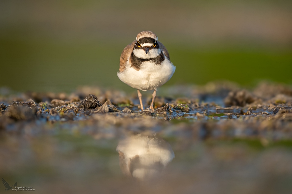 Sieweczka rzeczna, Little Ringed Plover (Charadrius dubius) ...