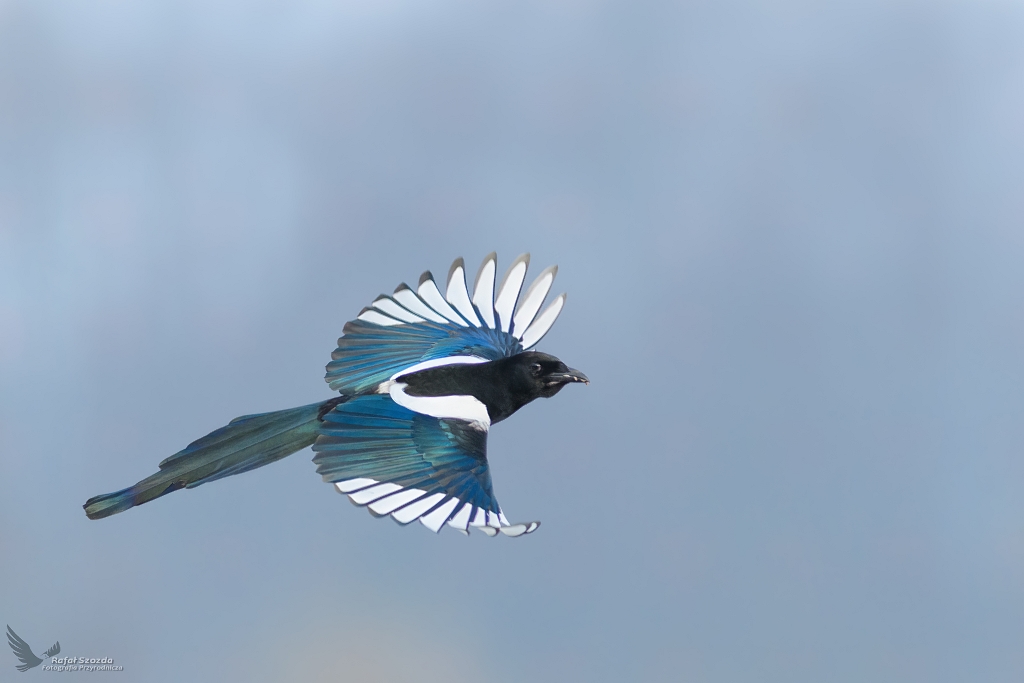 Sroka, Eurasian Magpie (Pica pica) ...