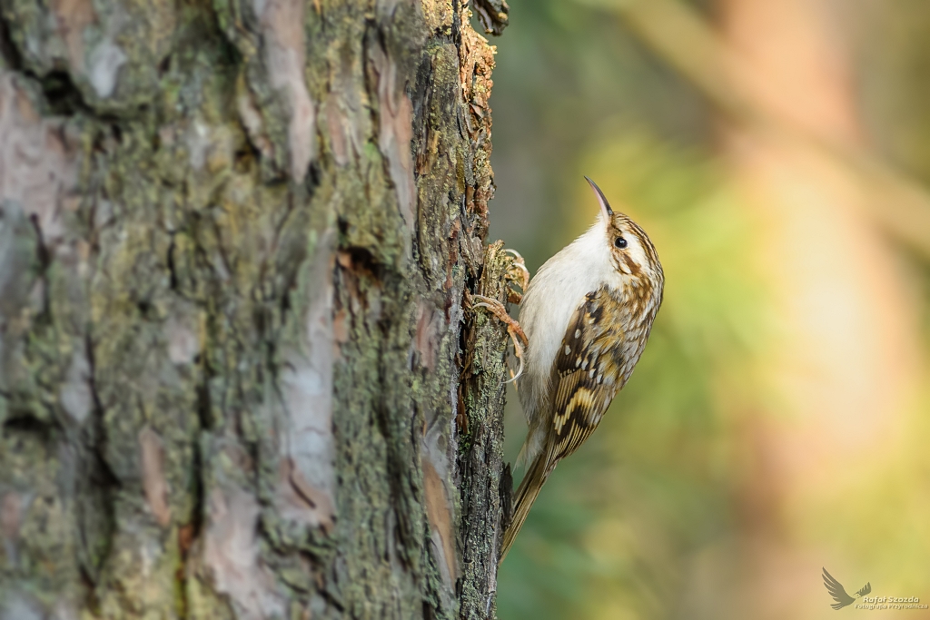 Pezacz Leny, Eurasian Tree-Creeper (Certhia familiaris) ...