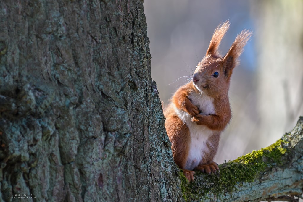 Wiewirka, Squirrel (Sciurus vulgaris) ...