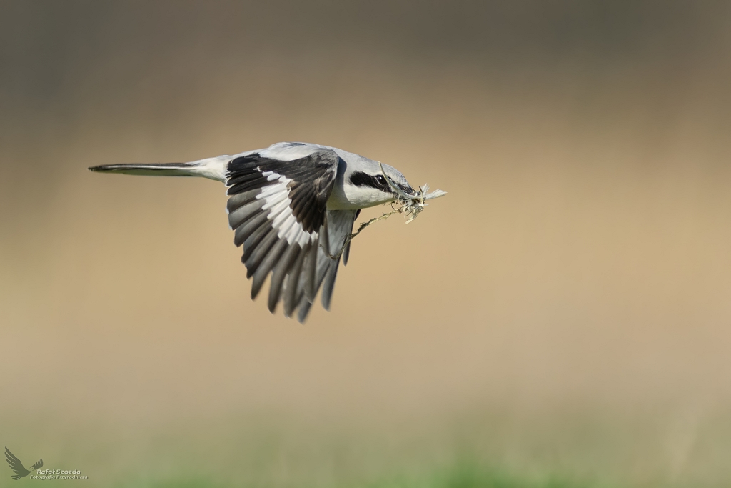 Srokosz, Great Grey Shrike (Lanius excubitor) ...