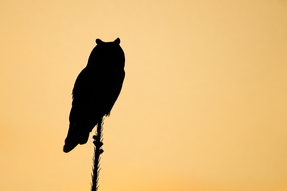 W zachodzcym socu ... Uszatka, Long-eared Owl (Asio otus) ...