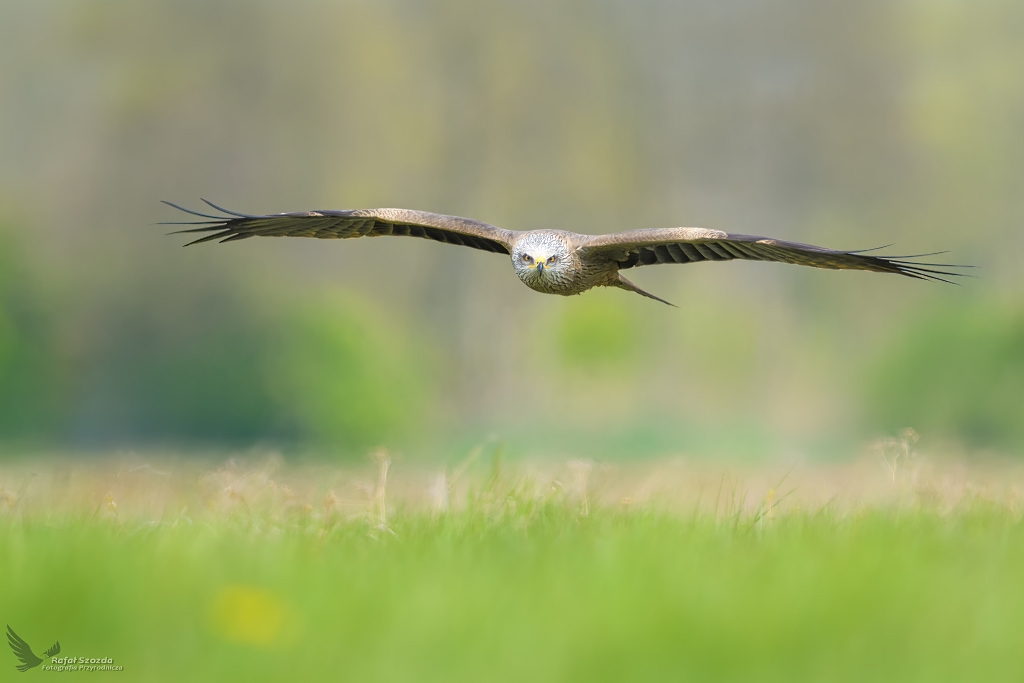 Kania Czarna, Black Kite (Milvus migrans) ...