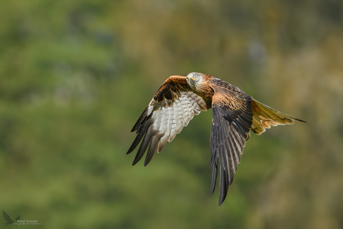 Kania Ruda, Red Kite (Milvus milvus) ...