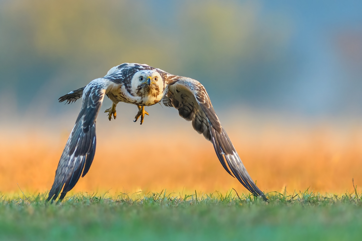 Myszow, Common Buzzard (Buteo buteo) ...