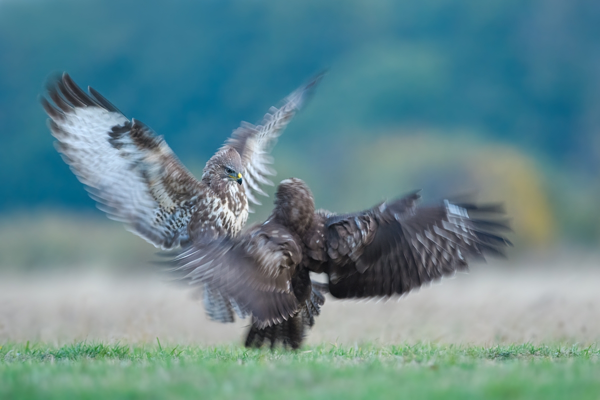 Action ... Myszow, Common Buzzard (Buteo buteo) ...