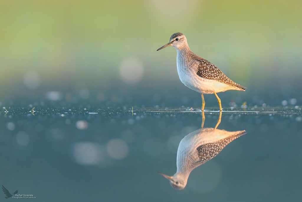 czak, Wood Sandpiper (Tringa glareola)  ... 2022r