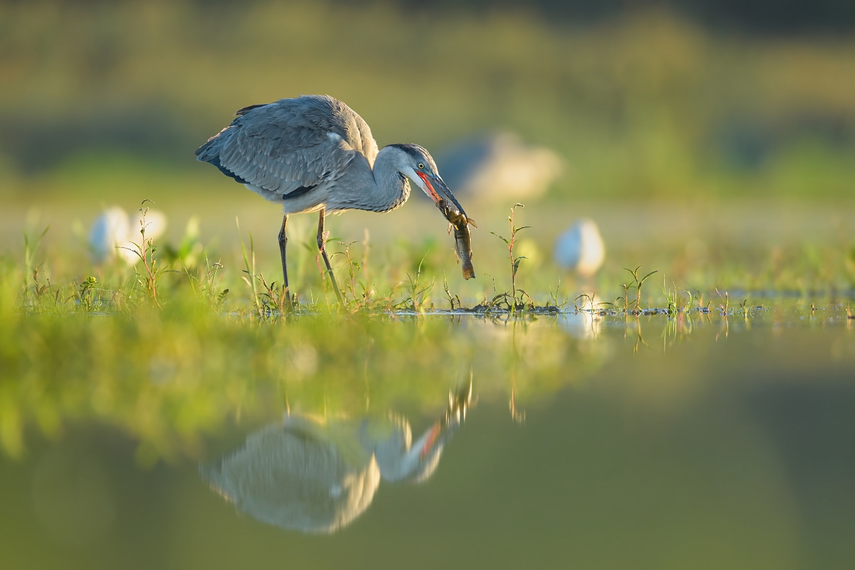 Czapla Siwa, Grey Heron (Ardea cinerea) ... 2022r