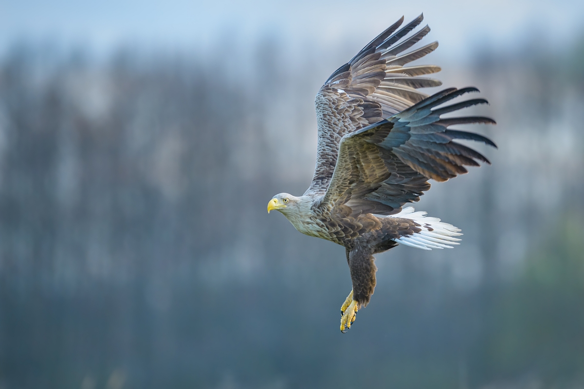 Bielik, White-tailed Eagle (Haliaeetus albicilla) ...