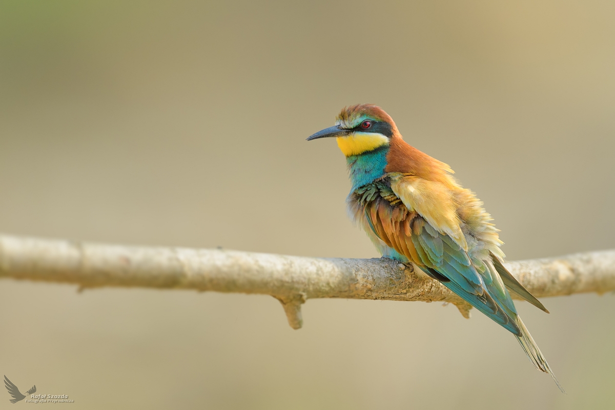 Angry bird ... ona, European Bee-eater (Merops apiaster) ...