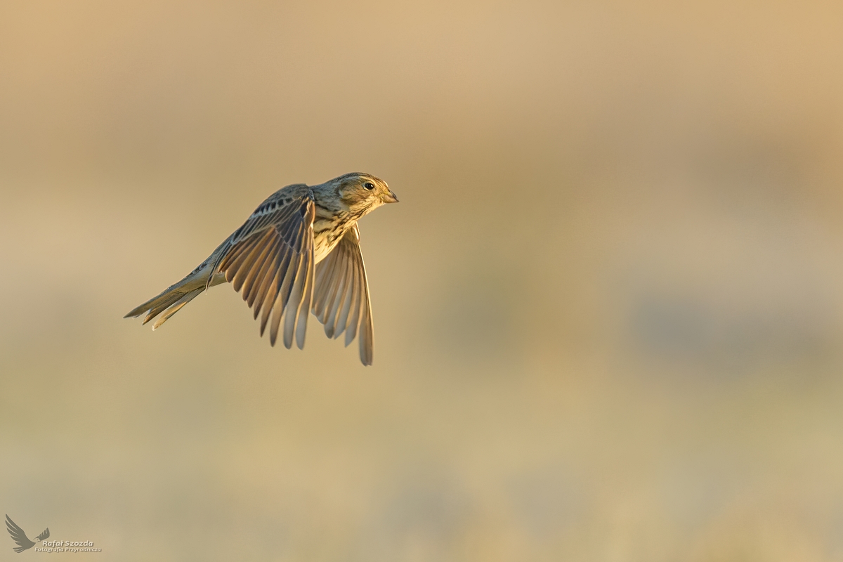 Potrzeszcz, Corn Bunting (Emberiza calandra) ... 2022r