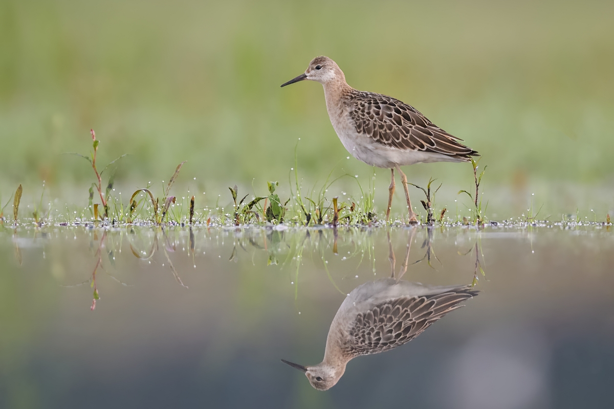 Batalion, Ruff (Philomachus pugnax) ... 2022