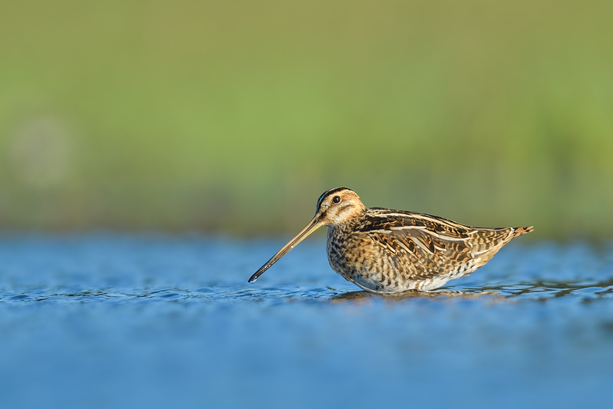 Kszyk, Common Snipe (Gallinago gallinago) ... 2022r