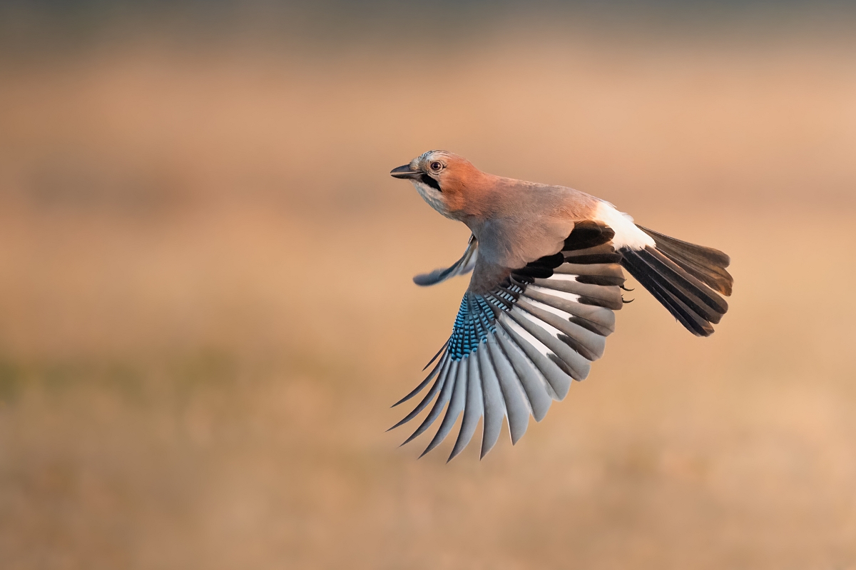 Sjka, Eurasian Jay (Garrulus glandarius) ...