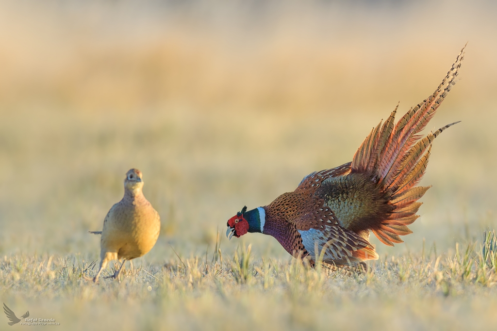 Zalotnik z pomiennym ogonem ... Baant, Common Pheasant (Phasianus colchicus) ... 2022r